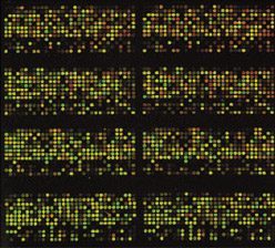 Arnold Group at the University of Wisconsin Milwaukee-Research: Vitamin D and the Expression of Genes